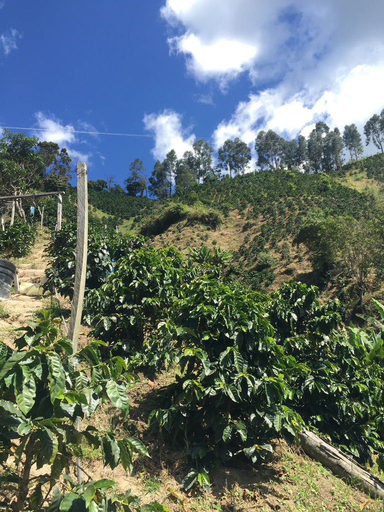 Visiting Huila, Colombia. August 2016