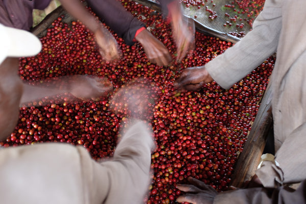 Burundi Natural Busambo #12