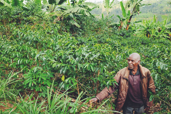 Burundi Natural Busambo #12