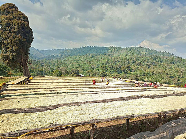 Ethiopia Uraga *New*