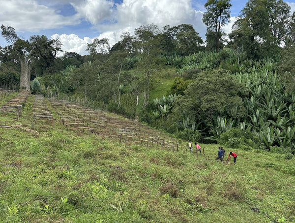 Ethiopia Uraga *New*