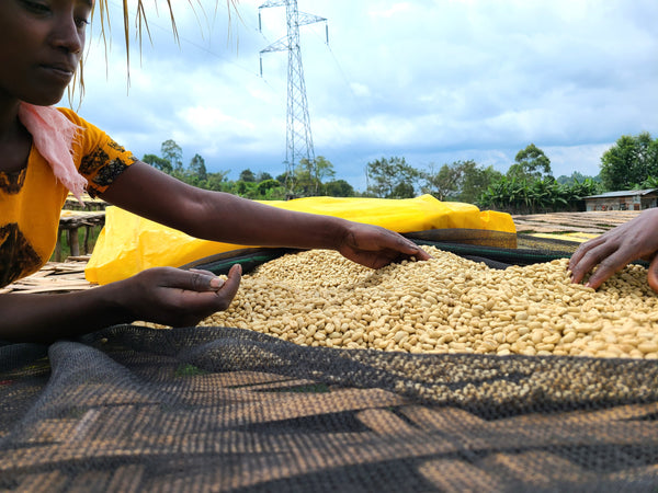 Ethiopia Uraga *New*