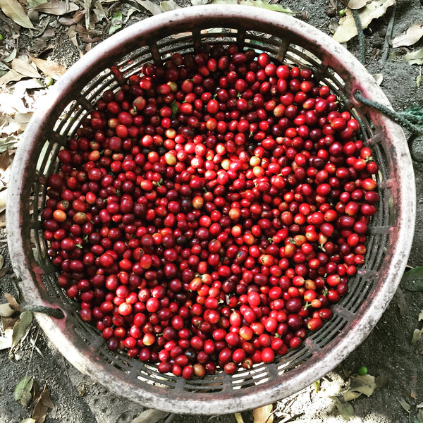 Guatemala Aragon *New*